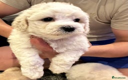 Bichon Frise dogs for sale: Bichon Maltese - Image 7