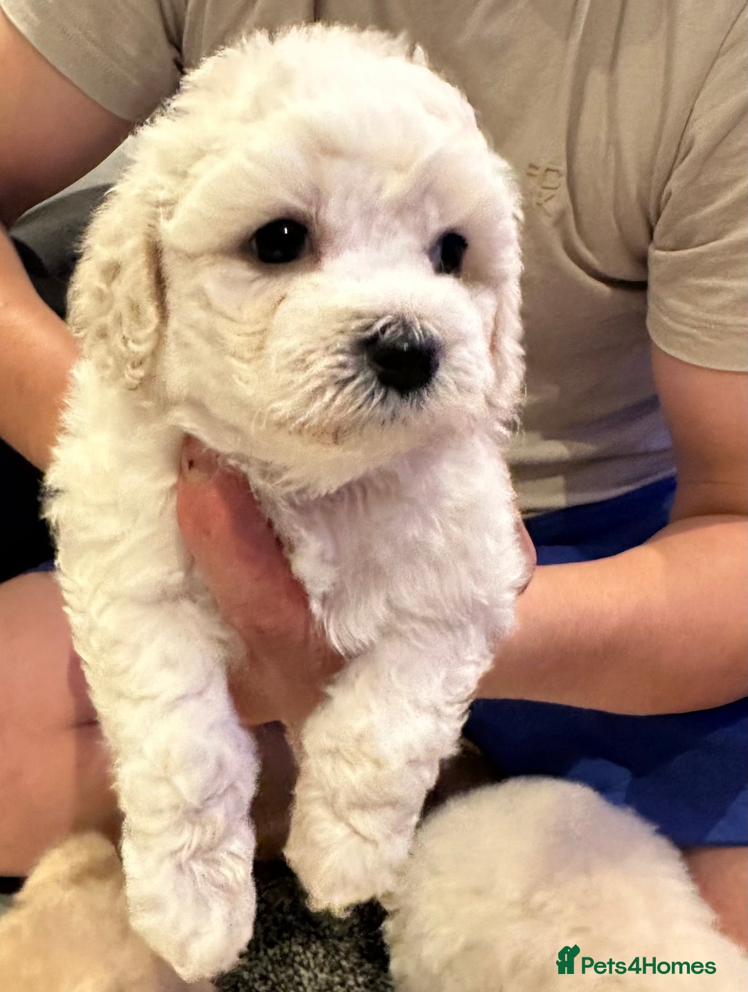 Bichon Frise dogs for sale: Bichon Maltese - Image 7