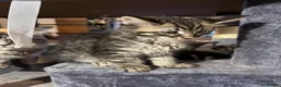 Maine Coon cats for sale: 6 Gorgeous Maine Coon Cross Kittens Available Now! - Advert 8