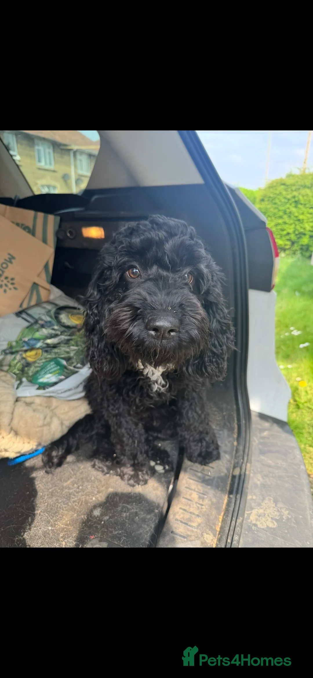 Cockapoo dogs for sale: Tilly  - Advert 3