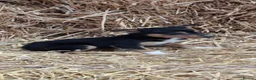 Australian Kelpie dogs for sale: Beautiful kelpie puppies for sale - Advert 9