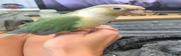 Conures birds for sale: Conure Parrot in Runcorn - Advert 9