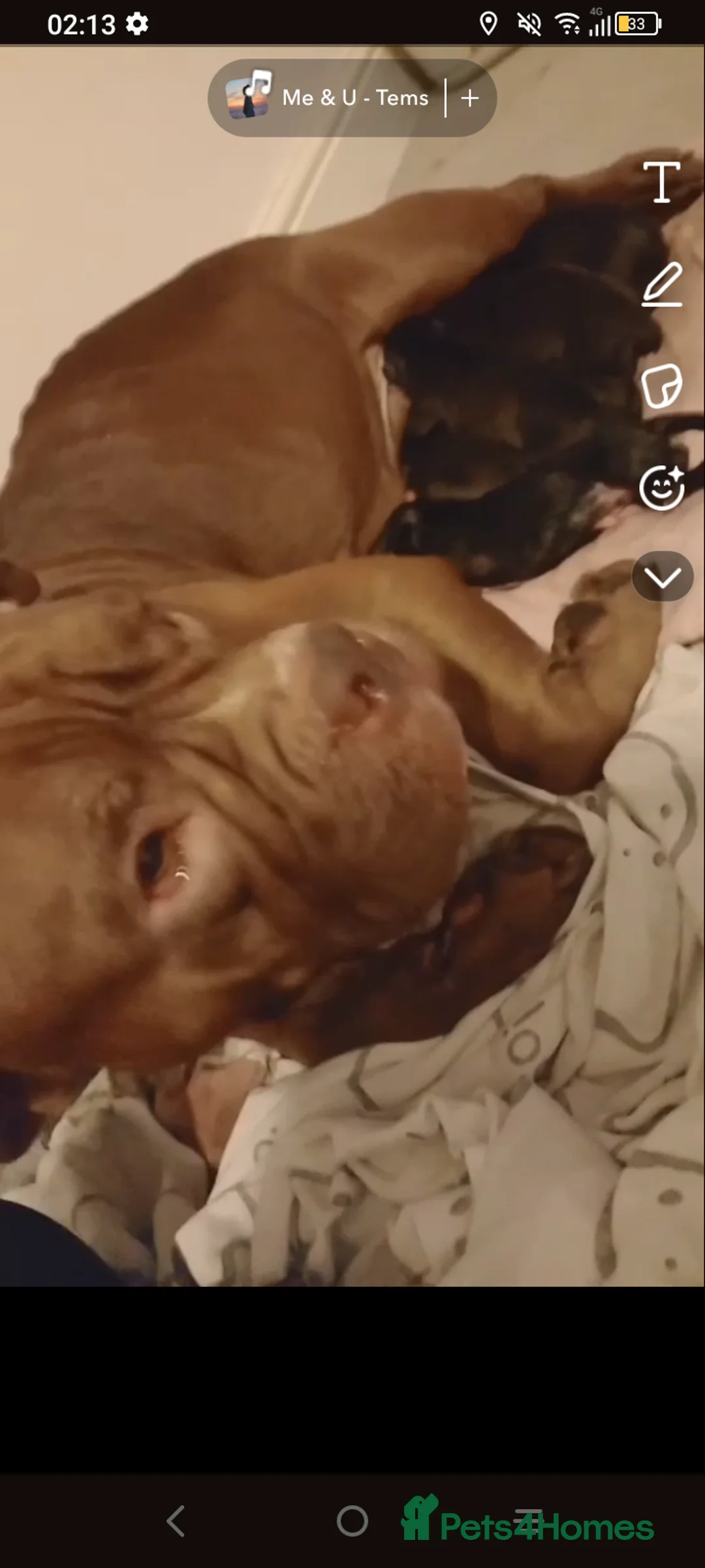 Mixed Breed dogs for sale: Bull herders 🩷 in Chester - Advert 1