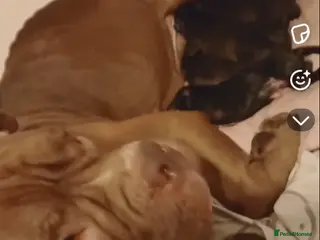 Mixed Breed dogs Bull herders 🩷 - Advert 1