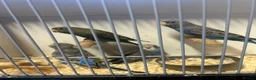 Budgerigars birds for sale: Stunning budgies in Welshpool - Advert 2