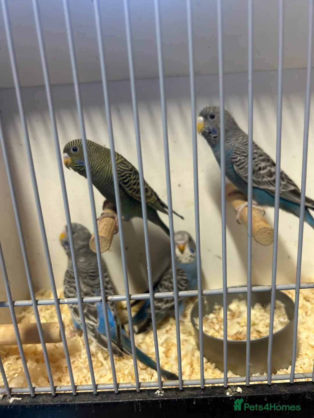 Budgerigars birds for sale: Stunning budgies in Welshpool - Advert 2