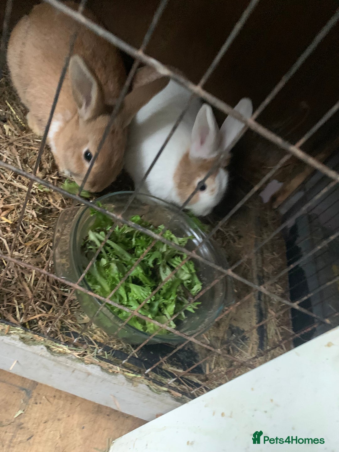 English rabbits for sale: X2 rabbits clean well fed  - Advert 2