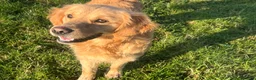Golden Retriever dogs for sale: Beautiful Male Golden Retriever  - Advert 4