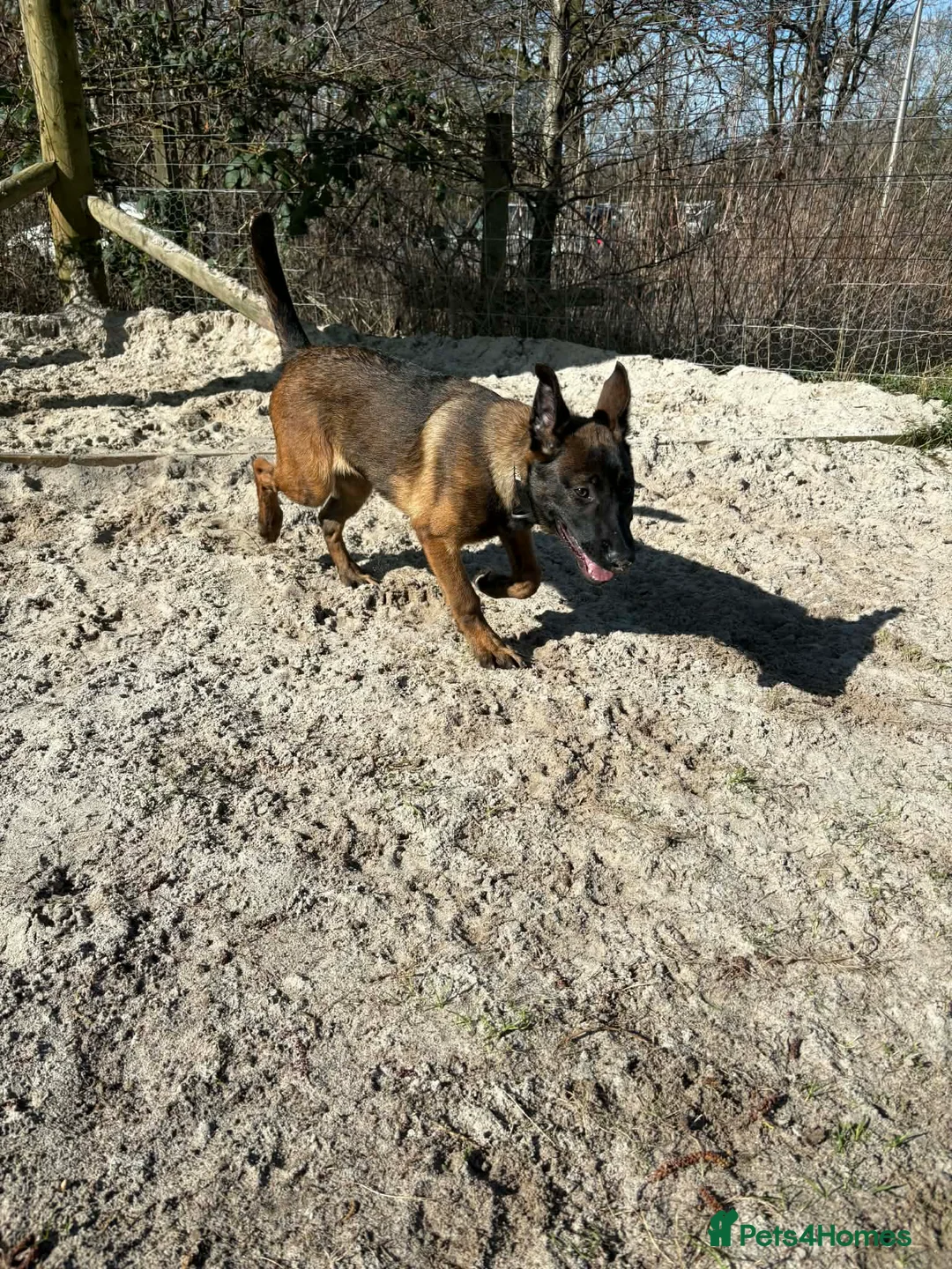 Belgian Shepherd Dog dogs for sale: 4 Month Old Belgian Malinois - Advert 5