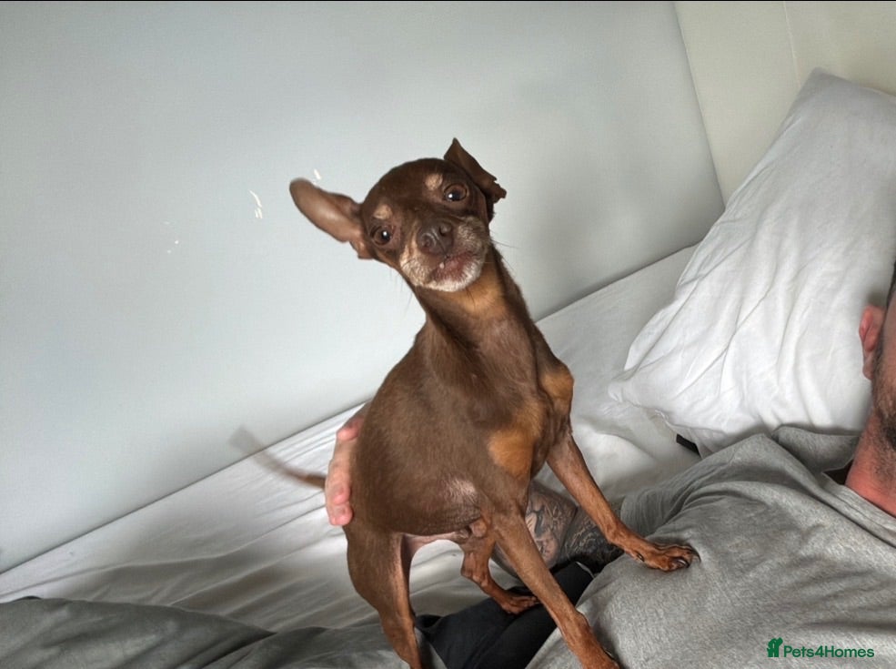 Miniature Pinscher dogs Vincent — Chocolate & Tan Miniature Pinscher - Advert 8