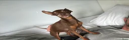Miniature Pinscher dogs for sale: Vincent — Chocolate & Tan Miniature Pinscher - Advert 1