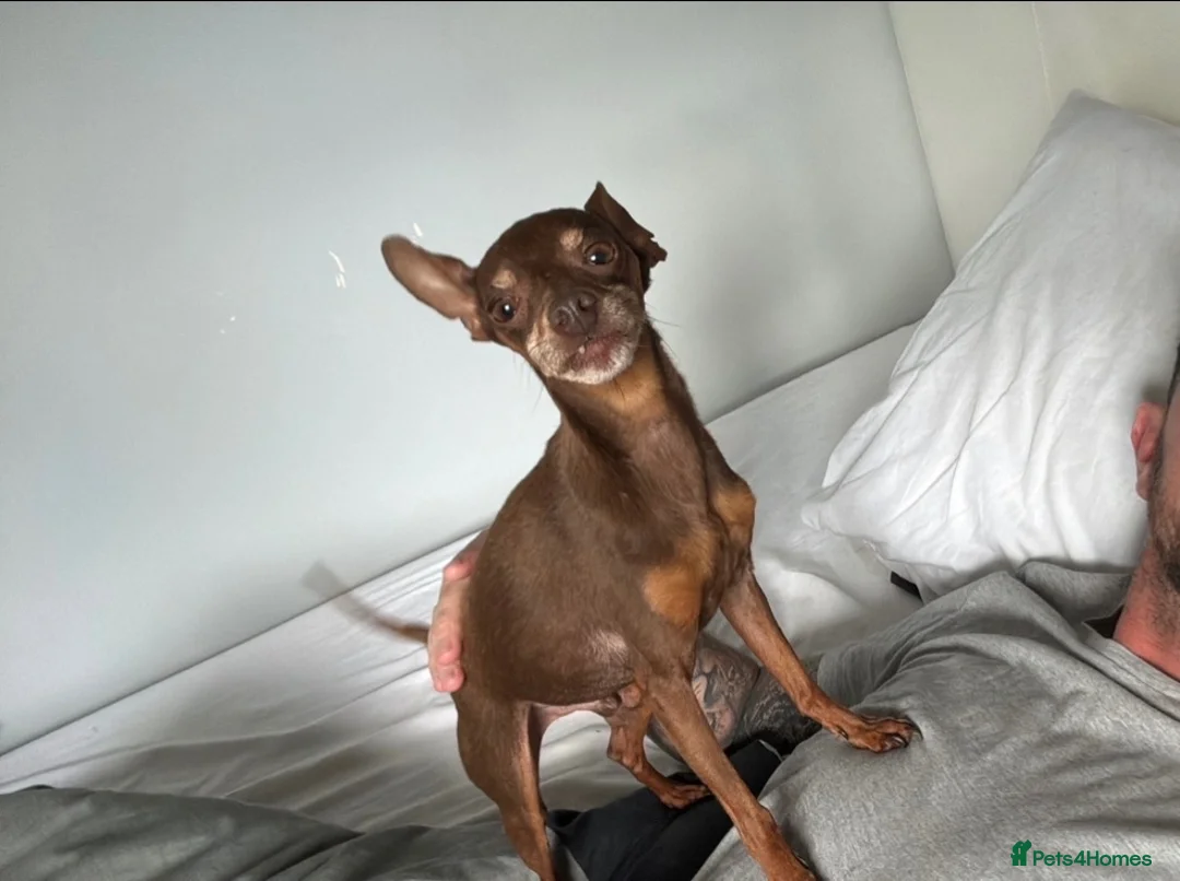 Miniature Pinscher dogs for sale: Vincent — Chocolate & Tan Miniature Pinscher - Advert 1
