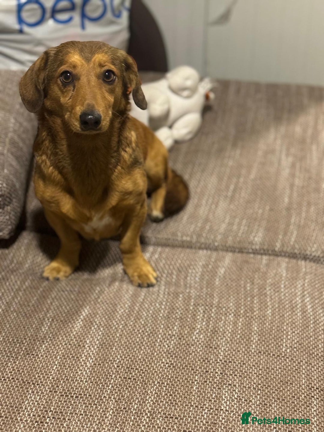 Dachshund dogs for adoption: Sweet Jessica Looking for a family  - Image 16