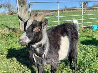 Goats livestock Pigmy goat - Advert 5