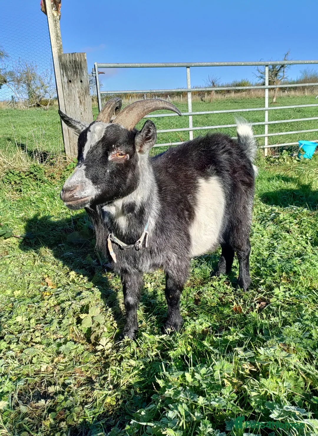 Goats livestock for sale: Pigmy goat - Advert 1