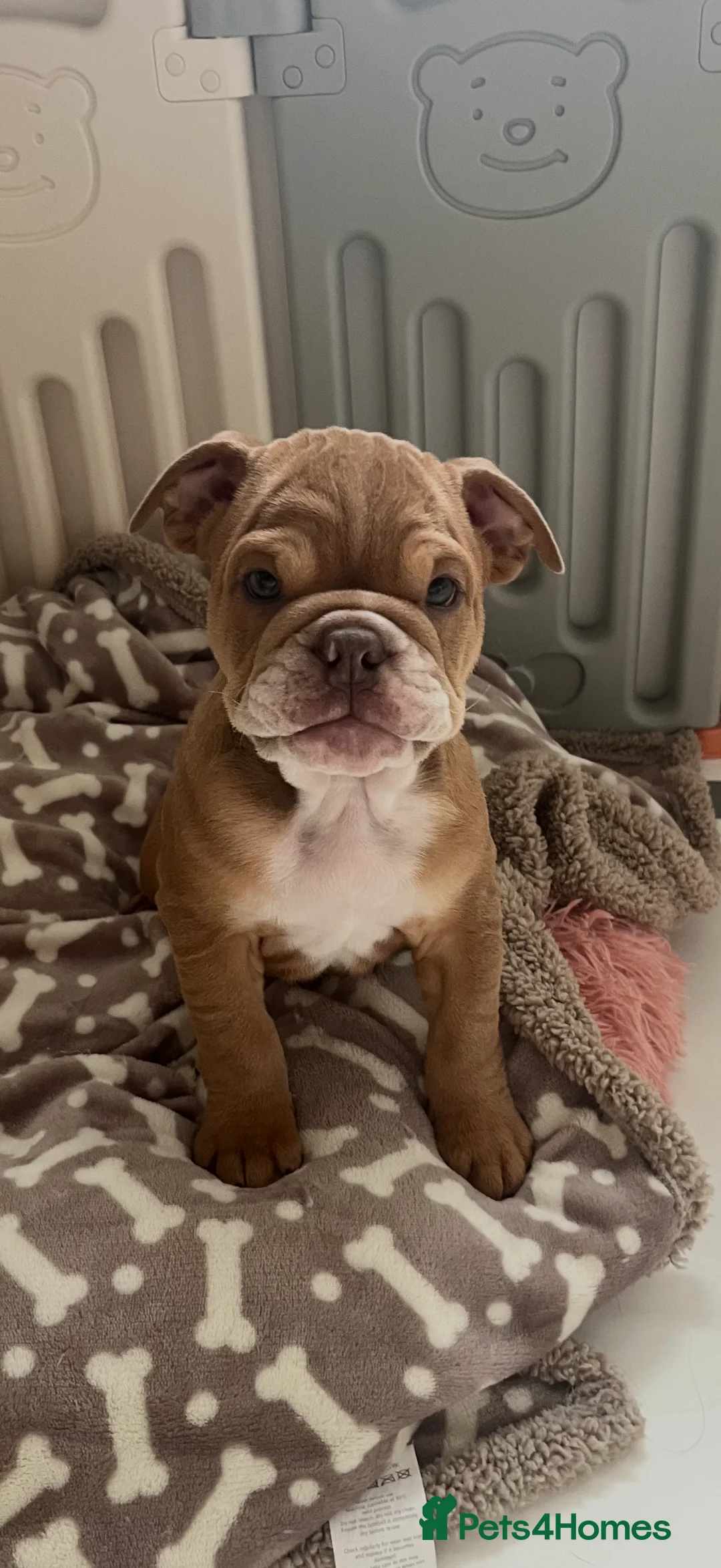 English Bulldog dogs for sale: English Bulldog Puppy  - Advert 5