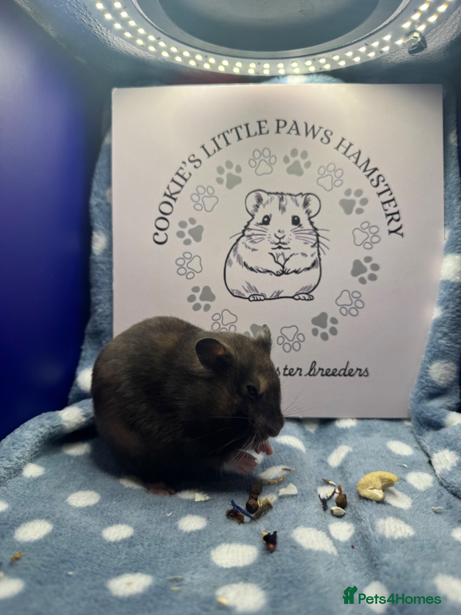 Hamster rodents for sale: Pedigree Syrian hamsters  - Advert 4