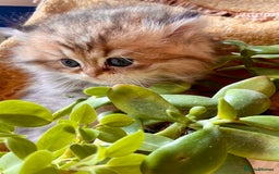 Persian cats for sale: TICA reg Silver & Golden Chinchilla Persians  - Image 10