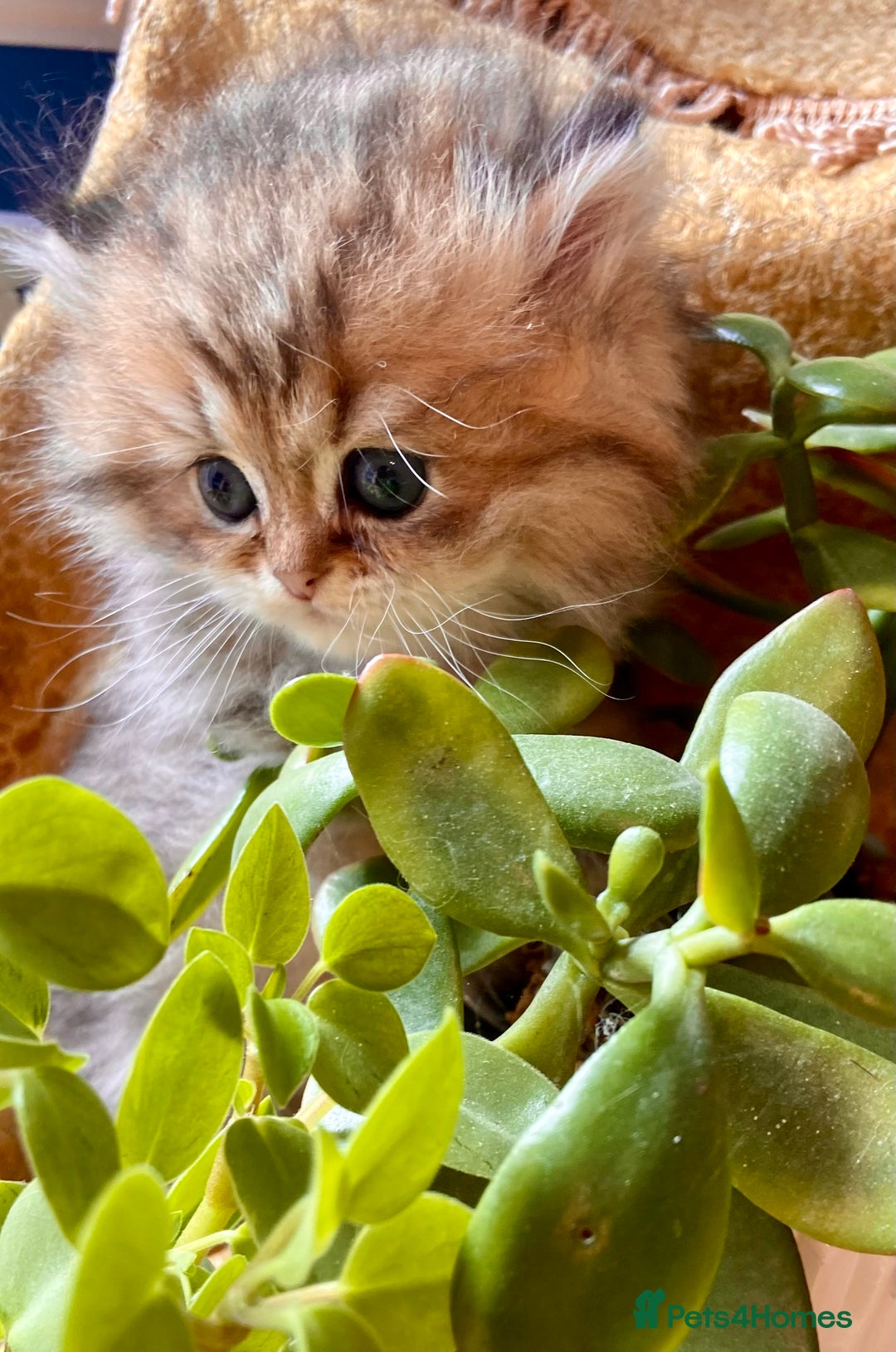 Persian cats for sale: TICA reg Silver & Golden Chinchilla Persians  - Image 10
