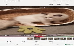 Ragdoll cats for sale: Ragdoll kittens  - Image 3