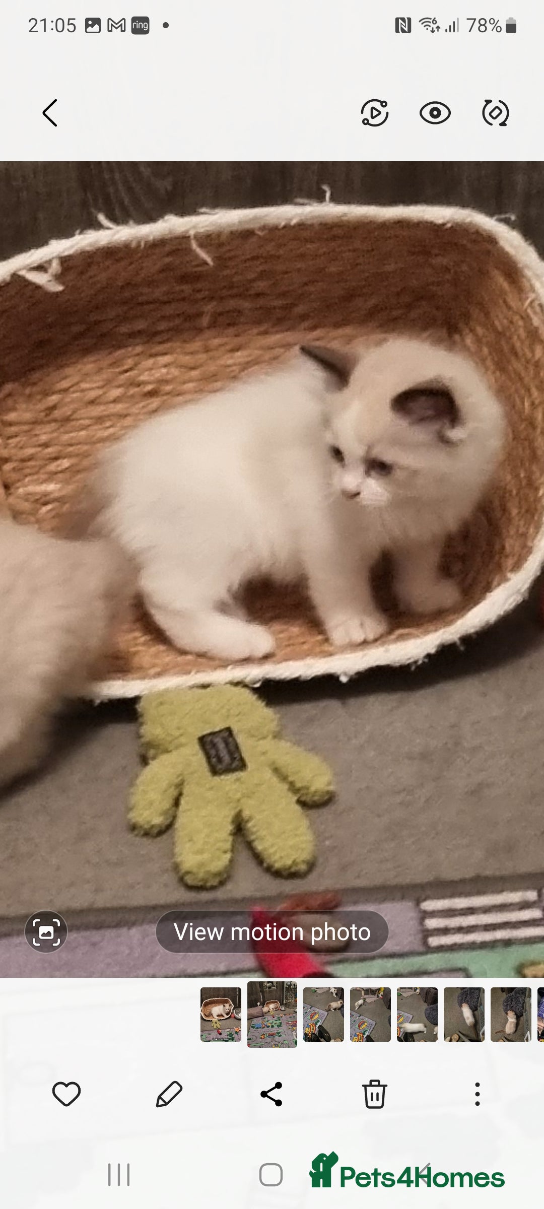 Ragdoll cats for sale: Ragdoll kittens  - Image 3
