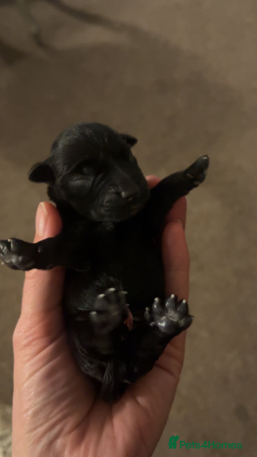 Miniature Schnauzer dogs for sale: 🖤 Stunning black boy schnauzer 🖤 - Advert 9