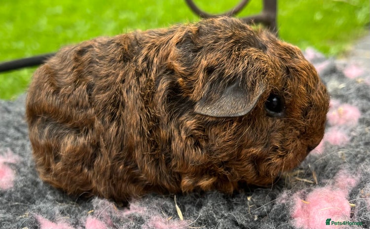 Guinea Pig rodents - Advert 5