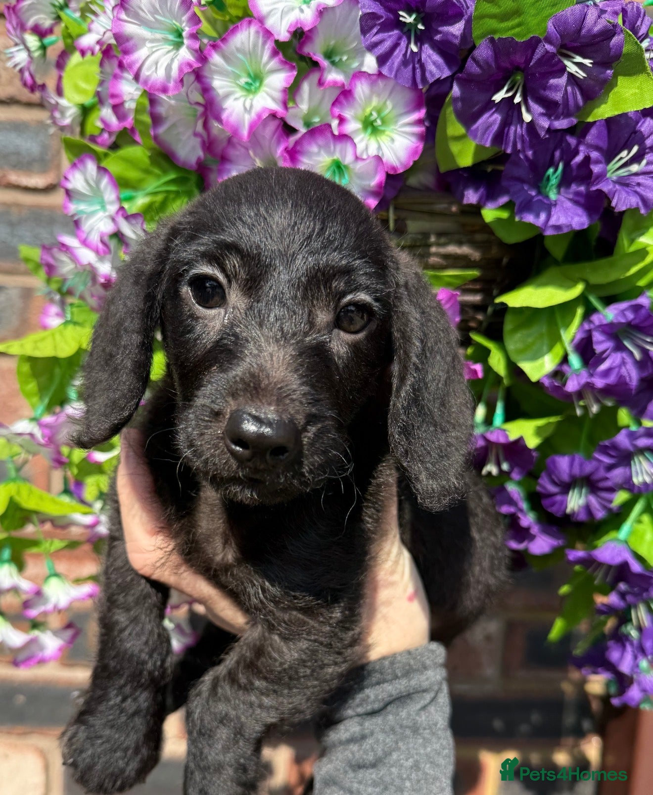 Doxiepoo dogs 🧡💛Adorable Daxipoo Puppies 💜🩷 - Advert 2