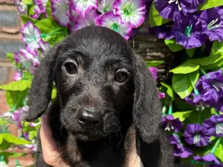 Doxiepoo dogs 🧡💛Adorable Daxipoo Puppies 💜🩷 - Advert 2