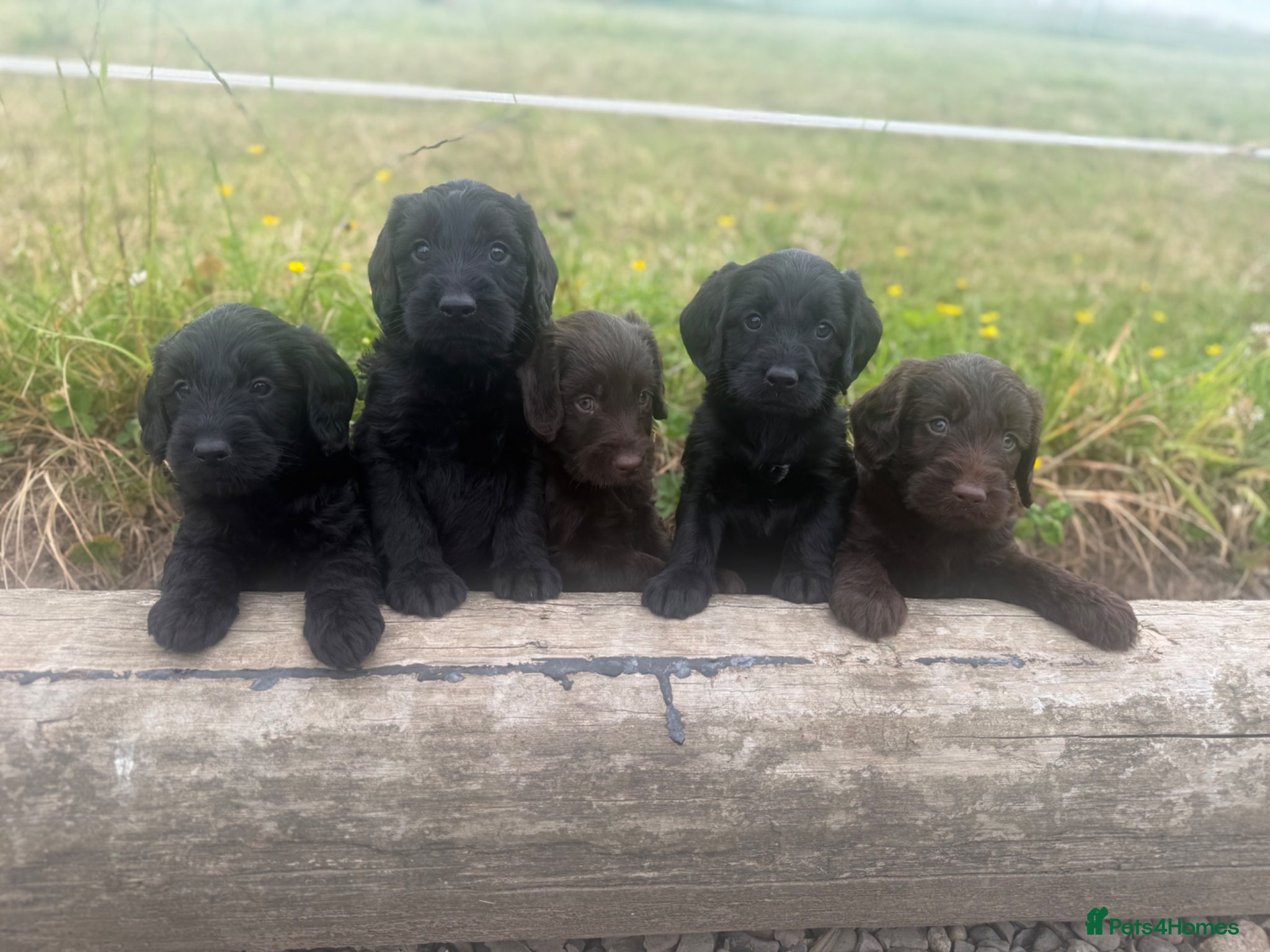 Labradoodle dogs for sale: F1 miniature labradoodles  - Advert 2