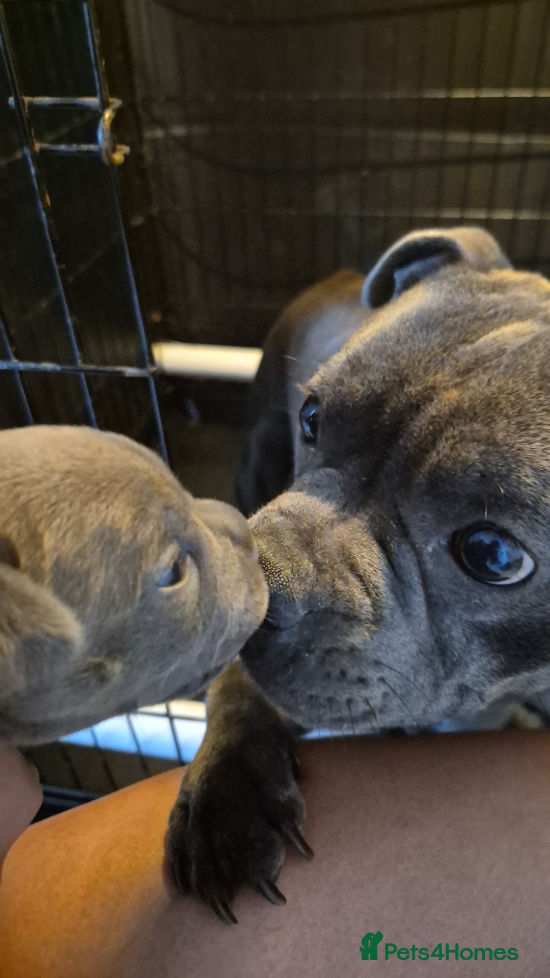 Staffordshire Bull Terrier dogs for sale: Blue Staffies Kc Registered - Image 11