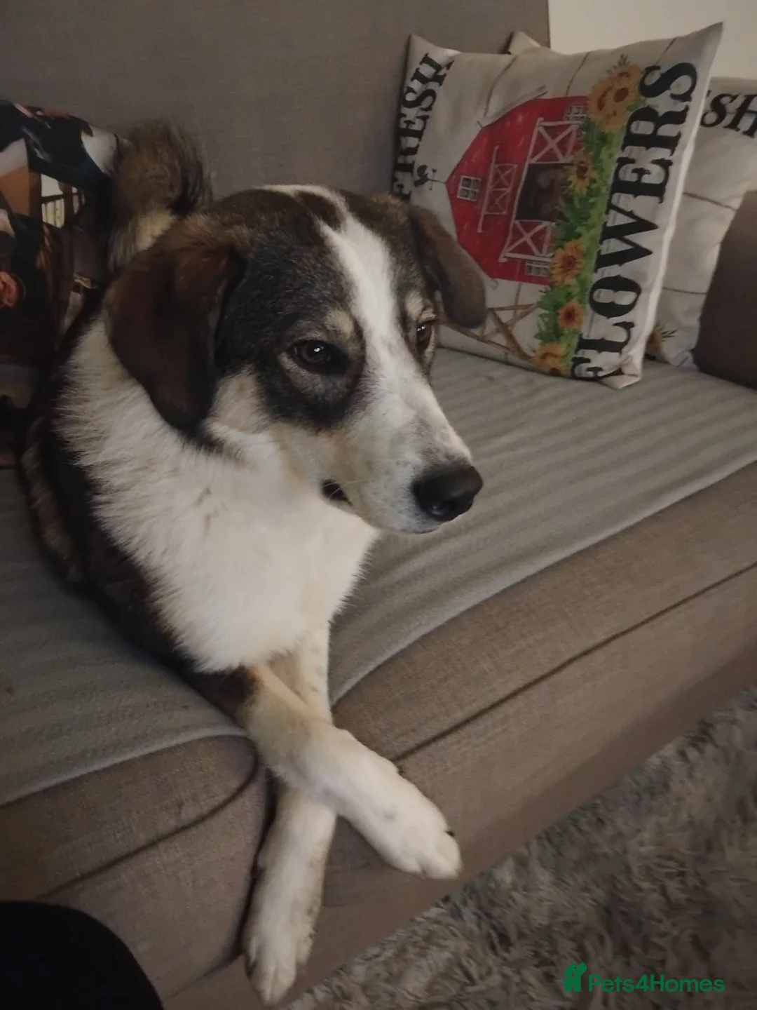 Mixed Breed dogs for sale: Meet wonderful Nala! - Advert 9