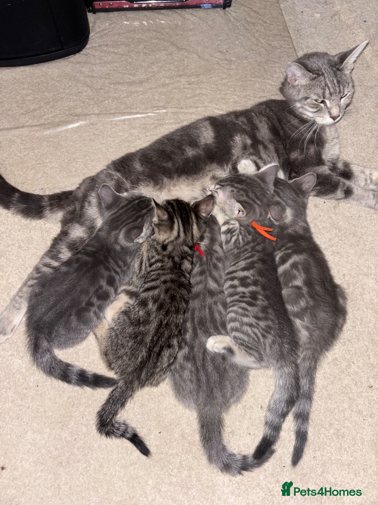 Bengal cats Half Bengal / Half Tabby Kittens - Advert 4
