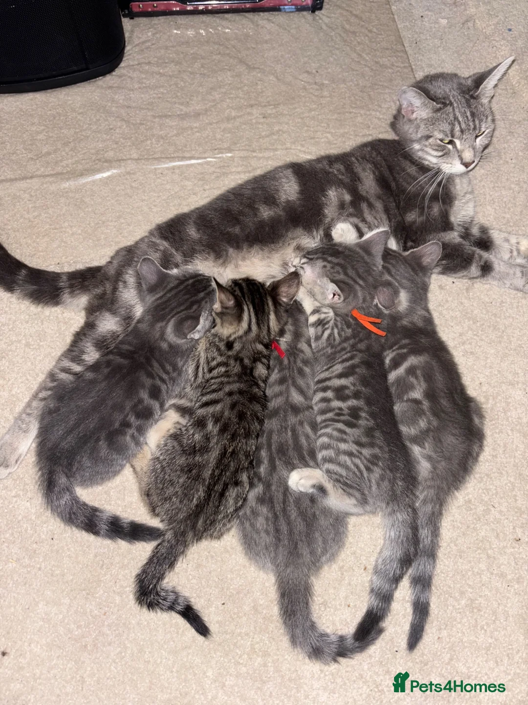 Bengal cats for sale: Half Bengal / Half Tabby Kittens - Advert 1