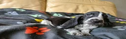 Mixed Breed dogs for sale: KC Basset Hound x KC German Shorthaired Pointer  - Advert 8