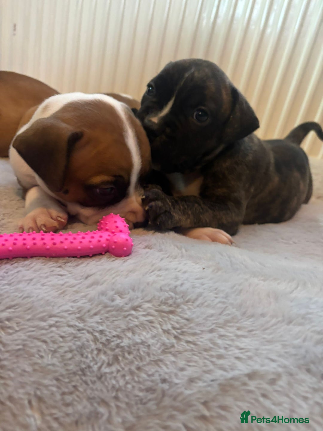 American Bulldog dogs for sale: American bulldog pups for sale - Advert 17