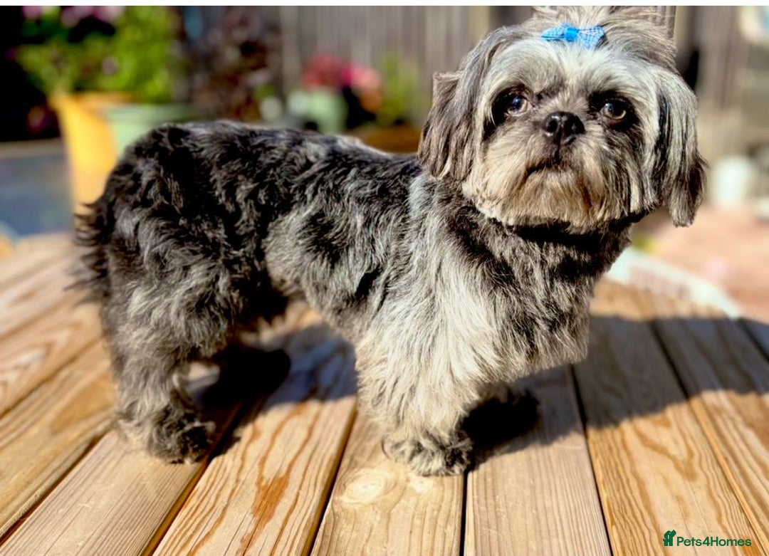 Shih Tzu dogs for sale: KC registered Black 🖤 and Chocolate 🤎 Beauties  - Advert 4