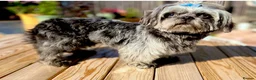Shih Tzu dogs for sale: KC Reg Chocolate Female Health Tested Licensed - Advert 9