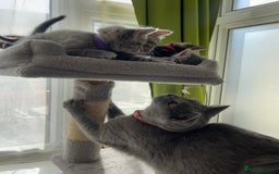 British Shorthair cats for sale: Beautiful kittens❤️ - Image 19