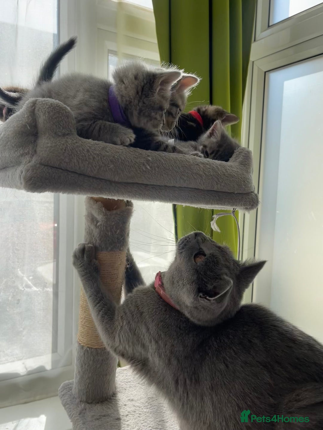 British Shorthair cats for sale: Beautiful kittens❤️ - Image 19