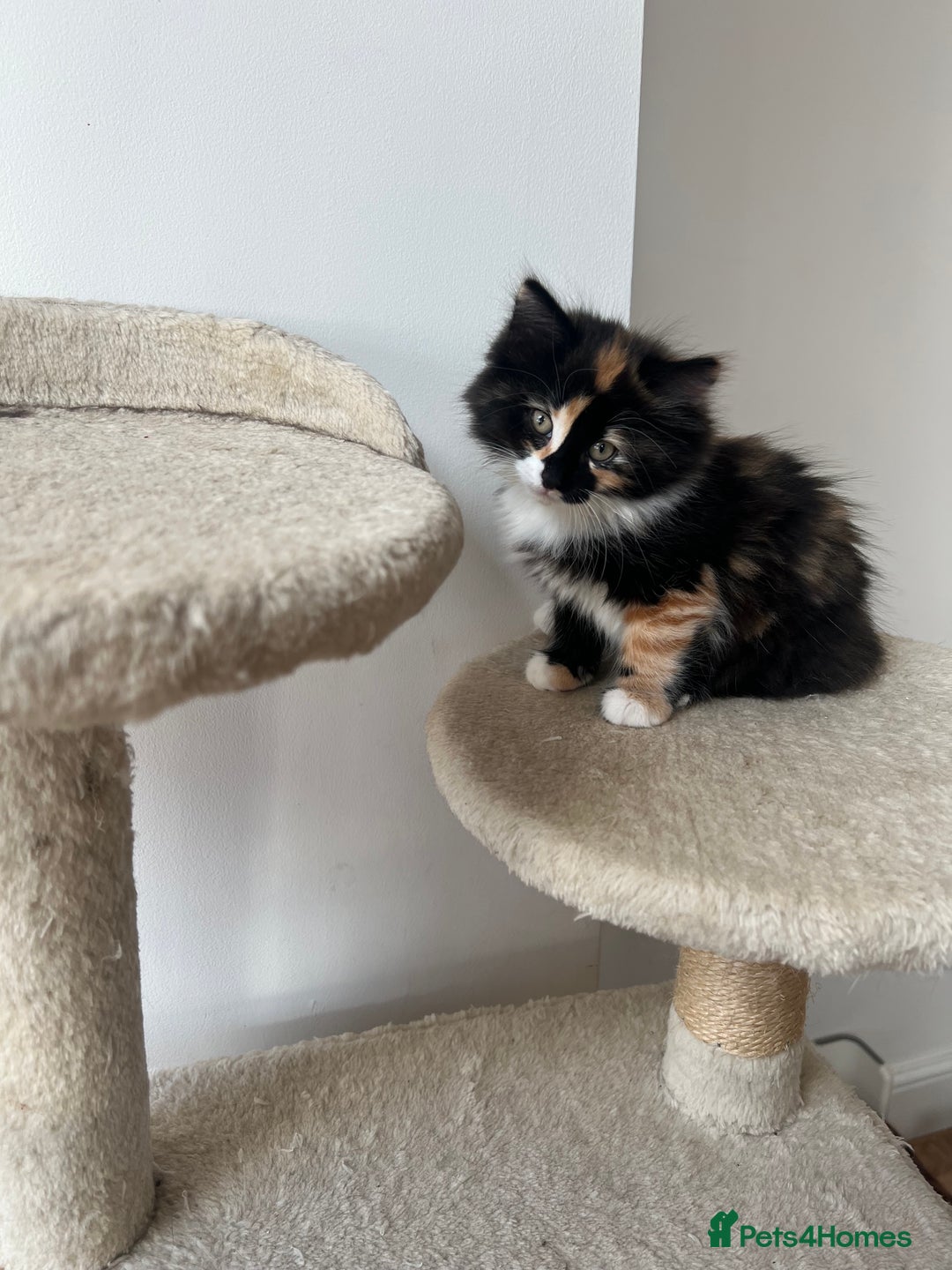 Mixed Breed cats for sale: Beautiful kittens looking for their forever homes - Image 7