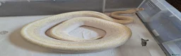 Python Snake reptiles for sale: Adult Female BEL Royal / Ball Python in Bristol - Advert 2