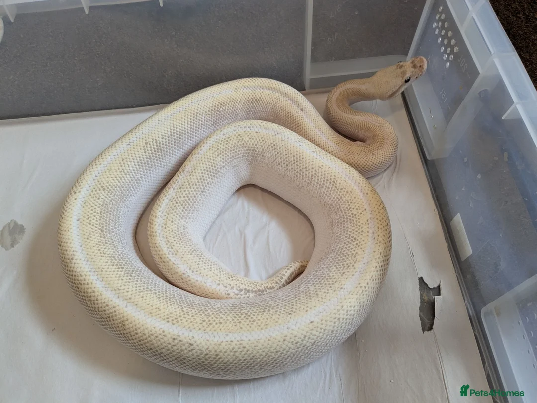 Python Snake reptiles for sale: Adult Female BEL Royal / Ball Python in Bristol - Advert 2