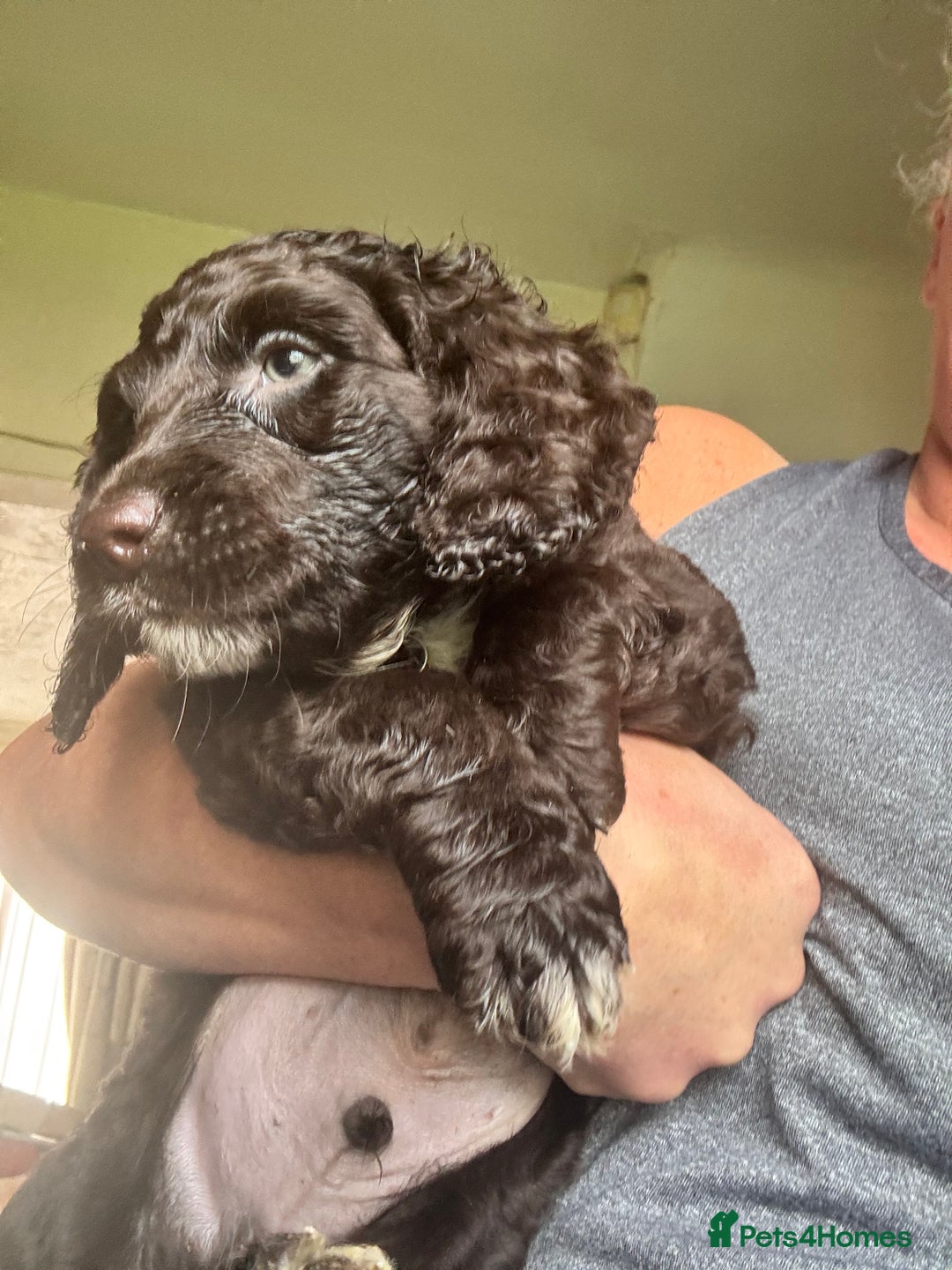Cocker Spaniel dogs for sale: Cocker Spaniel pups. Ready 27/09/25 - Image 11