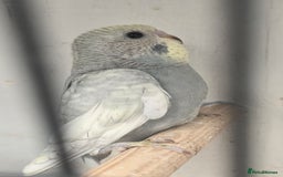 Budgerigars birds for sale: Budgies  - Image 17