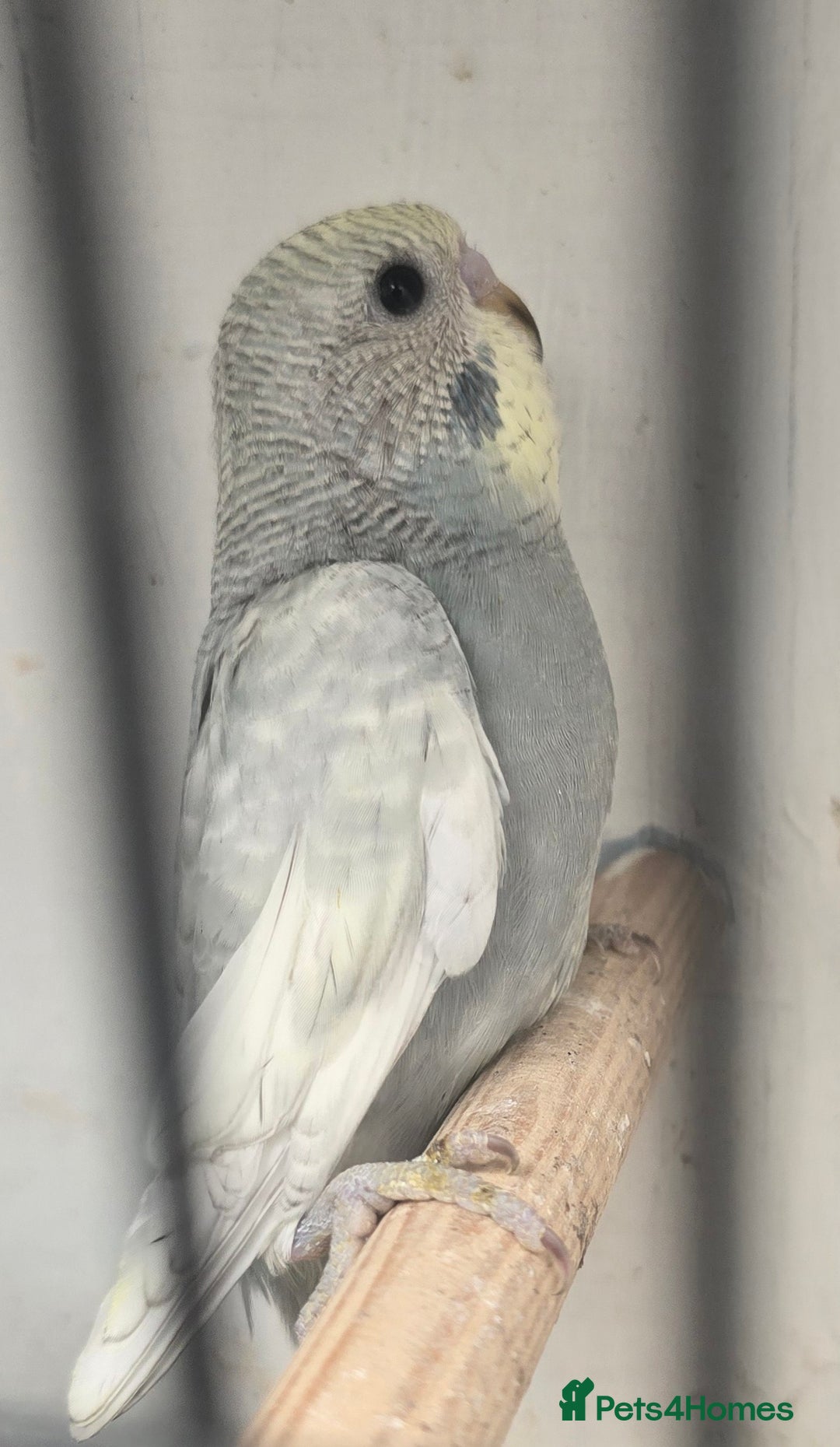 Budgerigars birds for sale: Budgies  - Image 17