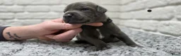Staffordshire Bull Terrier dogs for sale: KC BLUE STAFFORDSHIRE BULL TERRIER PUPS - Advert 22