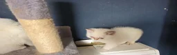 British Shorthair cats for sale: Beautiful British Shorthair girls available   in Basildon - Advert 7