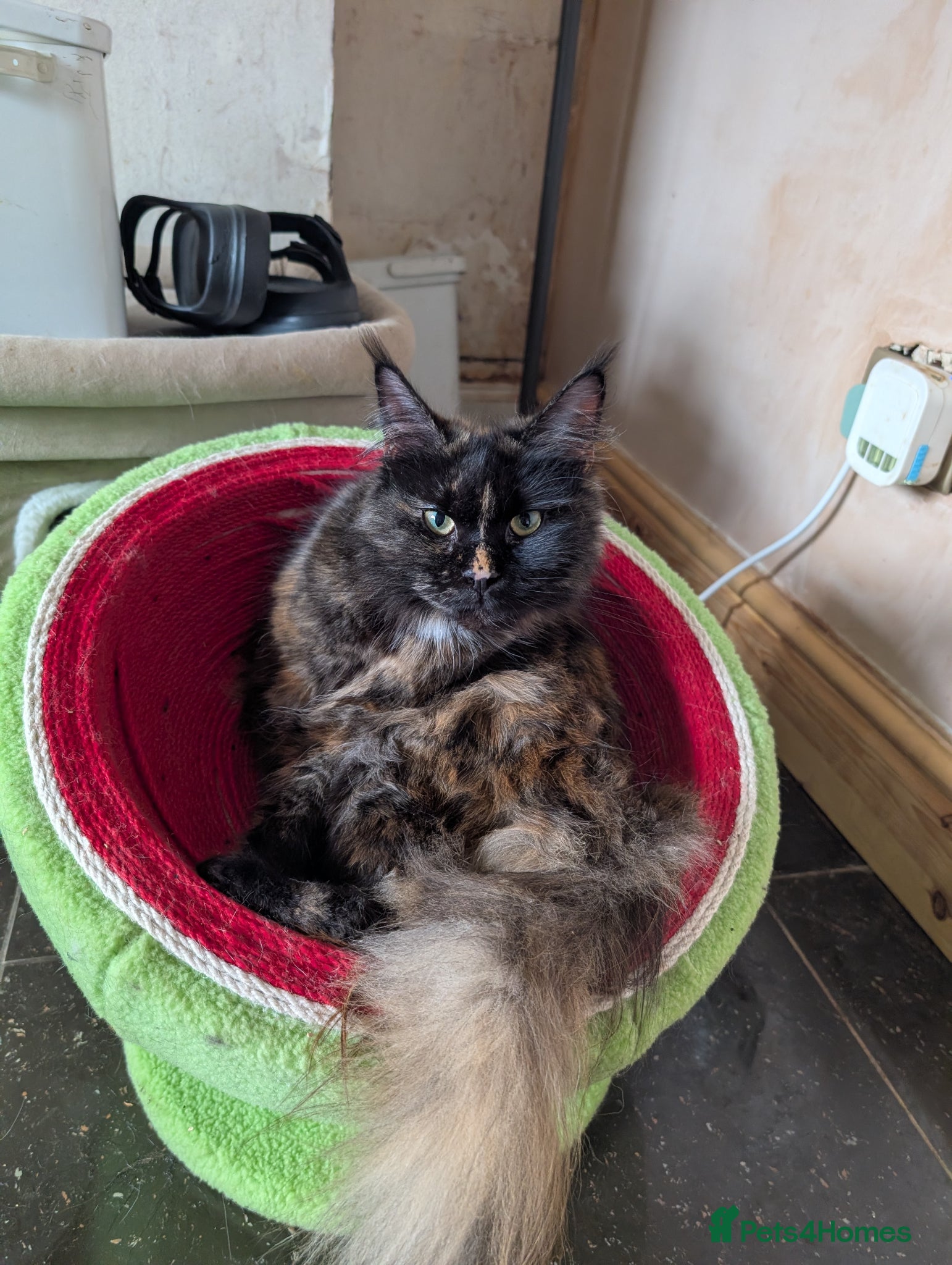Maine Coon cats for sale: Hope stunning calico girl - Advert 2