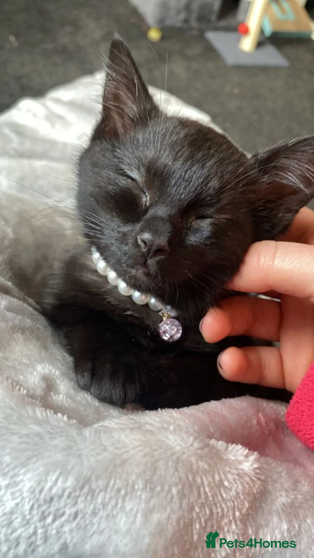 Mixed Breed cats for sale: Rehoming Gemi - Advert 1